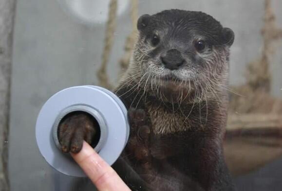 goldscors:
hkirkh:
FYI, there is an aquarium where you can shake hands with otters.
-___-
Mặt cute ghê :3